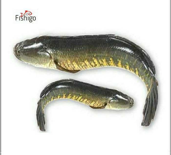 Gorai Fish